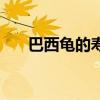 巴西龜?shù)膲勖趺纯矗ò臀鼾數(shù)膲勖? title=