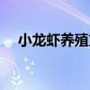 小龍蝦養(yǎng)殖方法和環(huán)境（小龍蝦怎么養(yǎng)）