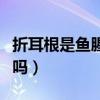 折耳根是魚腥草嗎圖片高清（折耳根是魚腥草嗎）