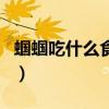 蟈蟈吃什么食物最好養(yǎng)活呢（蟈蟈吃什么食物）