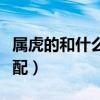 屬虎的和什么屬相最配（屬雞的和什么屬相最配）