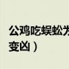 公雞吃蜈蚣為何會變兇狠（公雞吃蜈蚣為何會變兇）