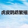 虎皮鸚鵡繁殖前兆圖片（虎皮鸚鵡繁殖前兆）