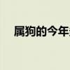 屬狗的今年多大了（屬羊的今年多大了）