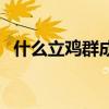 什么立雞群成語有哪些（什么立雞群成語）