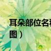 耳朵部位名稱圖片 外面后面（耳朵部位名稱圖）