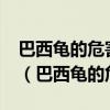巴西龜?shù)奈：τ卸啻?看看養(yǎng)龜人是怎么說的（巴西龜?shù)奈：Γ? title=