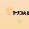 葉知秋是哪本小說主角（葉知秋）