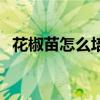 花椒苗怎么培育出來的（花椒苗怎么培育）