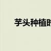 芋頭種植時(shí)間和方法（芋頭種植時(shí)間）
