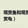 觀賞魚和觀賞蝦哪個(gè)好養(yǎng)活（觀賞魚觀賞蝦觀賞龜）