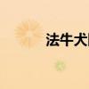 法牛犬圖片大全大圖（法牛犬）