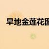 旱地金蓮花圖片（旱地蓮和金絲蓮的區(qū)別）