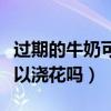 過期的牛奶可以澆花嗎怎么澆（過期的牛奶可以澆花嗎）
