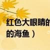 紅色大眼睛的海魚是什么魚圖片（紅色大眼睛的海魚）