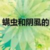 螨蟲和陰虱的區(qū)別圖片（小黑蟲子圖片大全）