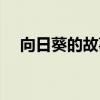 向日葵的故事景區(qū)介紹（向日葵的故事）