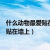 什么動(dòng)物最愛(ài)貼在墻上腦筋急轉(zhuǎn)彎打一生肖（什么動(dòng)物最愛(ài)貼在墻上）