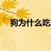 狗為什么吃屎呢視頻（狗為什么吃屎呢）