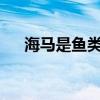 海馬是魚類嗎?為什么（海馬是魚類嗎）