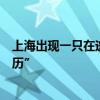 上海出現(xiàn)一只在逃嗎嘍：國家二級保護動物獼猴在金山“游歷”