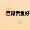 巨骨舌魚好吃卻難養(yǎng)（巨骨舌魚能吃嗎）