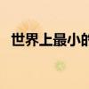 世界上最小的魚(yú)第一名（世界上最小的魚(yú)）