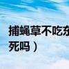 捕蠅草不吃東西會不會死（捕蠅草不吃蟲子會死嗎）