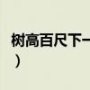 樹高百尺下一句是啥（樹高百尺下一句是什么）