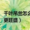 千葉吊蘭怎么養(yǎng)才能更旺盛（吊蘭怎么養(yǎng)才能更旺盛）