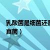 乳酸菌是細(xì)菌還是真菌是真核還是原核（乳酸菌是細(xì)菌還是真菌）