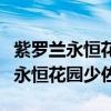 紫羅蘭永恒花園少佐與薇爾莉特見面（紫羅蘭永恒花園少佐）