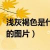 淺灰褐色是什么顏色的圖片（褐色是什么顏色的圖片）