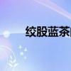 絞股藍(lán)茶的功效與作用（絞股藍(lán)茶）