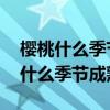 櫻桃什么季節(jié)成熟 是夏天還是春天呢（櫻桃什么季節(jié)成熟）