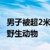 男子被超2米長蟒蛇纏住 警方：酒后不宜招惹野生動物