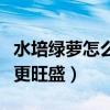 水培綠蘿怎么養(yǎng)才能更旺盛（綠蘿怎么養(yǎng)才能更旺盛）