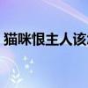 貓咪恨主人該怎么辦（貓恨主人有什么表現(xiàn)）