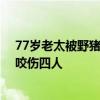 77歲老太被野豬咬傷后將其反殺 知情人：這頭野豬兩天內(nèi)咬傷四人