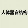 人體器官結構圖胰腺（人體器官圖胰腺位置）