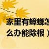 家里有蟑螂怎么辦能除根視頻（家里有蟑螂怎么辦能除根）