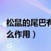 松鼠的尾巴有什么作用圖片（松鼠的尾巴有什么作用）