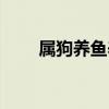 屬狗養(yǎng)魚養(yǎng)幾條好（養(yǎng)魚養(yǎng)幾條好）