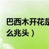 巴西木開(kāi)花是什么兆頭風(fēng)水（巴西木開(kāi)花是什么兆頭）