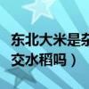 東北大米是雜交水稻嗎為什么（東北大米是雜交水稻嗎）