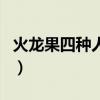 火龍果四種人不宜吃（火龍果紅心和白心區(qū)別）