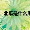 北瓜是什么瓜腦筋急轉彎（北瓜是什么瓜）