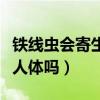 鐵線蟲會(huì)寄生在人體嗎視頻（鐵線蟲會(huì)寄生在人體嗎）