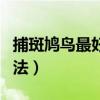 捕斑鳩鳥(niǎo)最好的方法視頻（捕斑鳩鳥(niǎo)最好的方法）