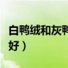 白鴨絨和灰鴨絨哪種貴（白鴨絨和灰鴨絨哪個(gè)好）